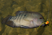 Rio grande Cichlid